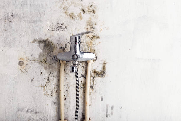 Best Toxic Mold Removal  in Web, AL