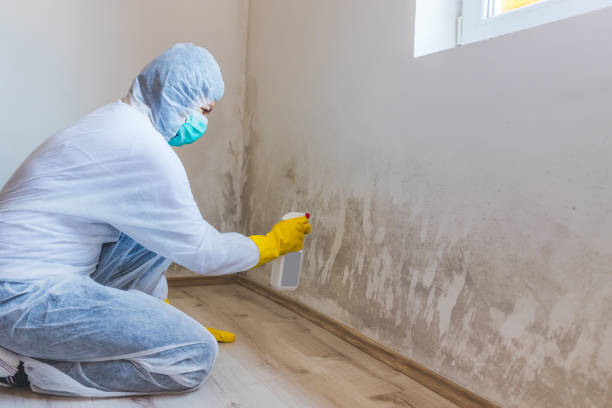 Best Residential Mold Removal  in Web, AL