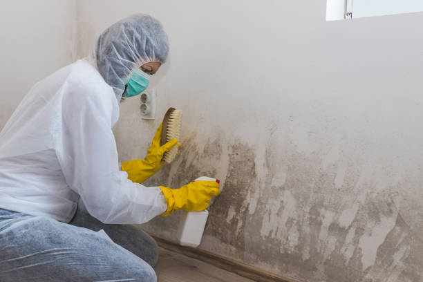 Best Mold Testing  in Web, AL