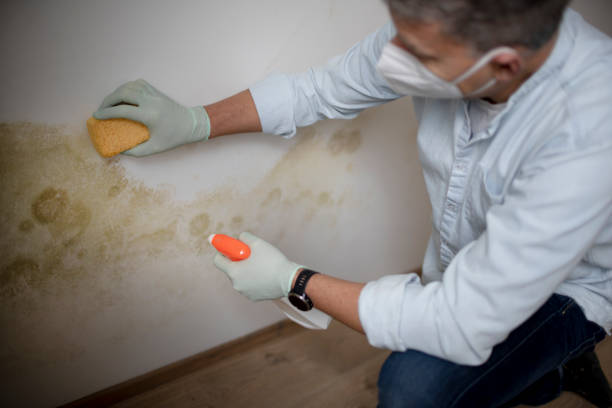 Best Mold Cleaning Services  in Web, AL