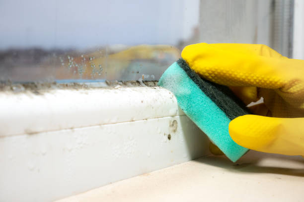 Best Fast Mold Removal  in Web, AL