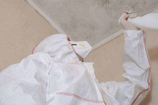 Best Mold Removal and Inspection  in Web, AL