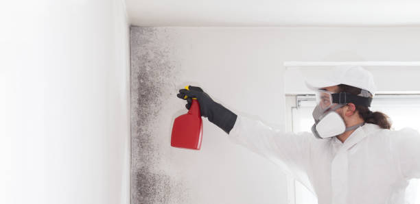 Best Same-Day Mold Removal  in Web, AL