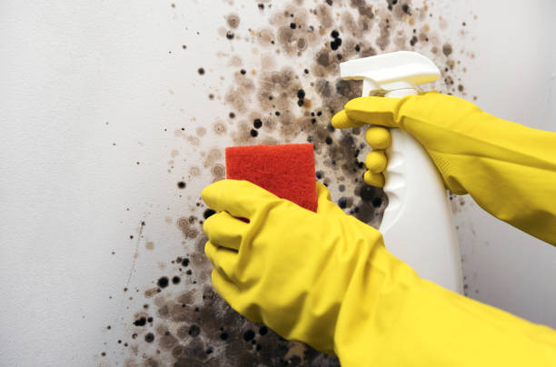 Best Affordable Mold Removal  in Web, AL