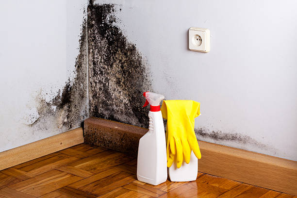 Best Attic Mold Removal  in Web, AL