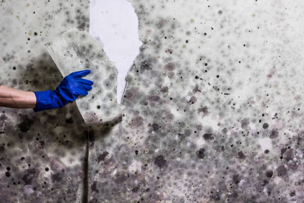 Best Emergency Mold Removal  in Web, AL