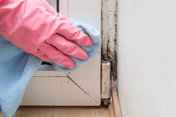 Best Best Mold Removal Companies  in Web, AL