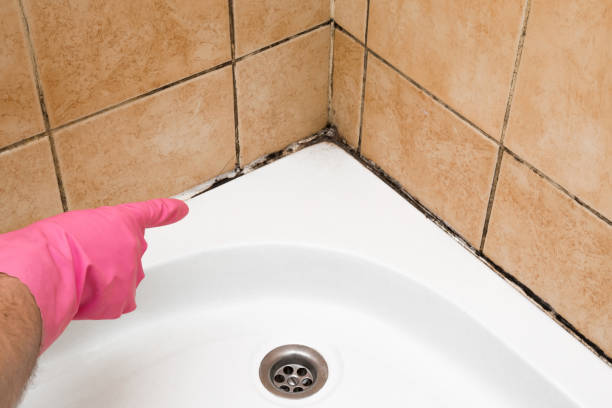 Best Home Mold Removal  in Web, AL